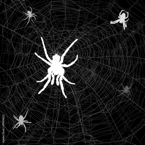 white and grey web with five spiders