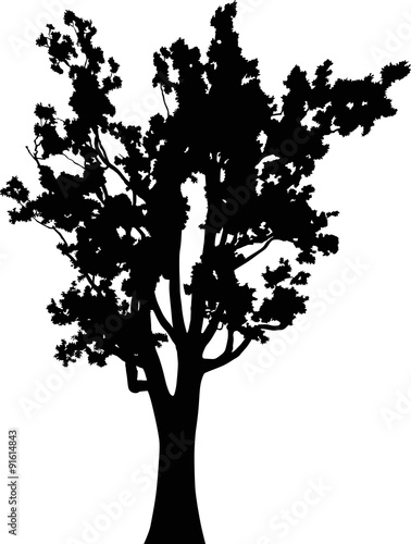 illustration with large black oak isolated on white