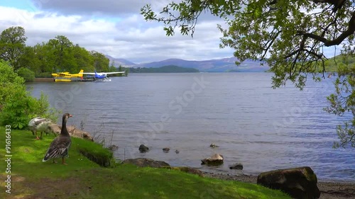 Ducks wander on the shore of Loch Lomand, Scotland. photo