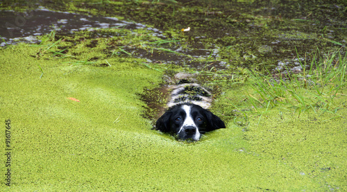 Springer Spaniel swimming through the duckweed #91617645