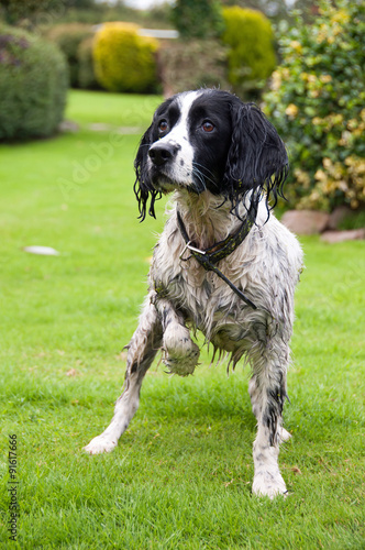 Obraz na płótnie Springer Spaniel standing at attention 