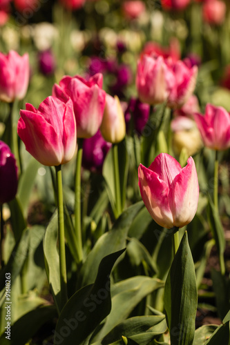 pink tulips flowerbed