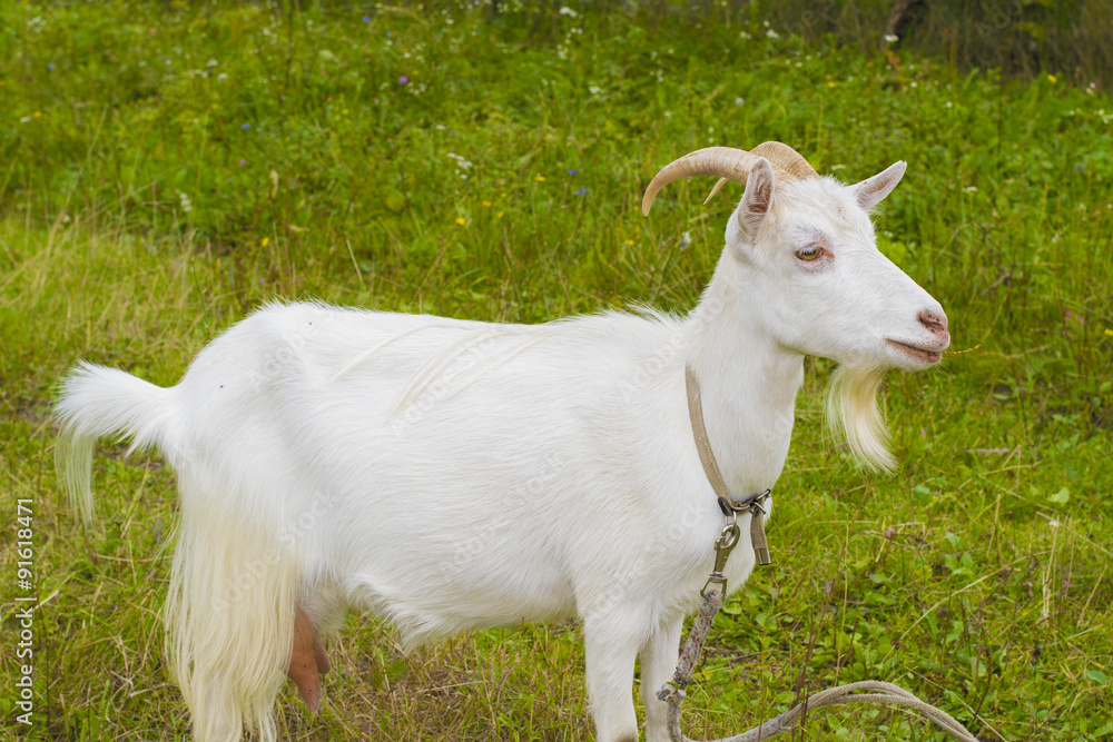 white goat in the village