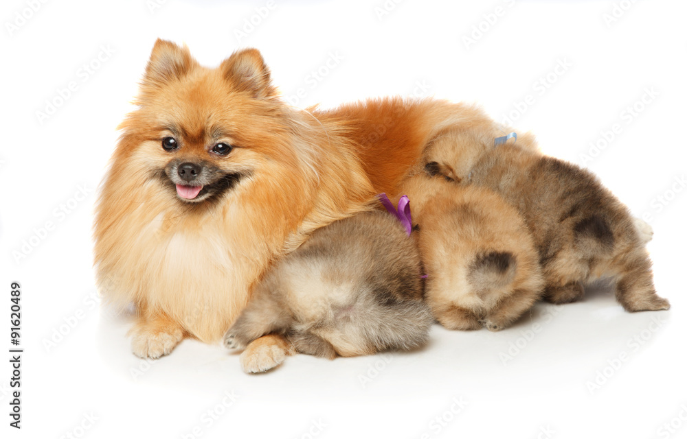Pomeranian Spitz dog with her puppies