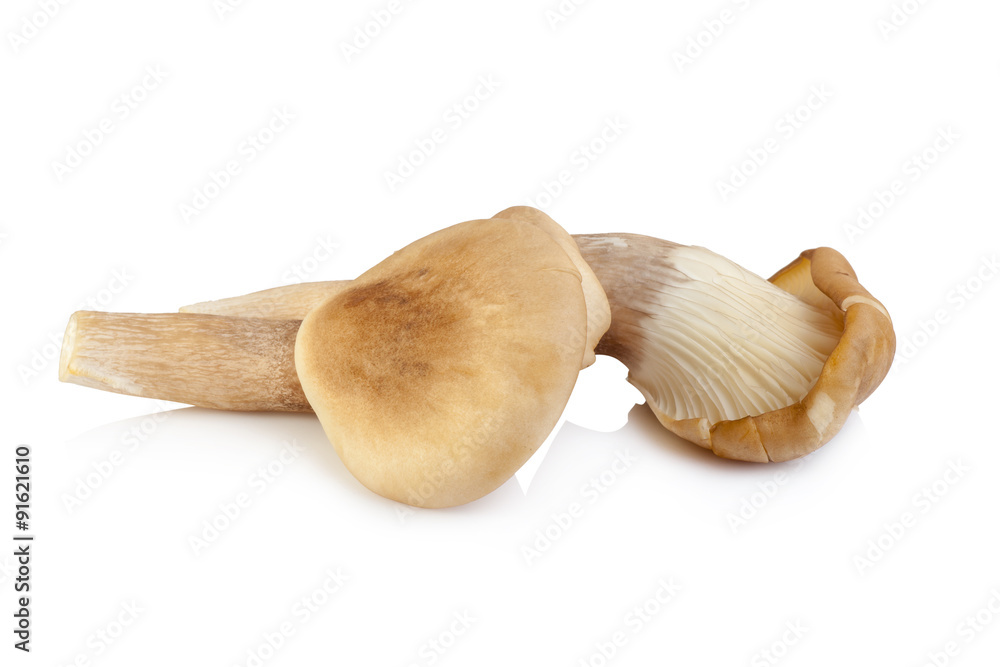 abalone mushroom isolated on white background abalone mushroom isolated on white background