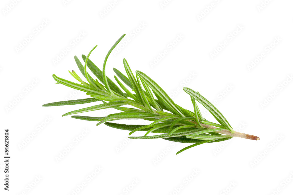 Fototapeta premium rosemary isolated on white background