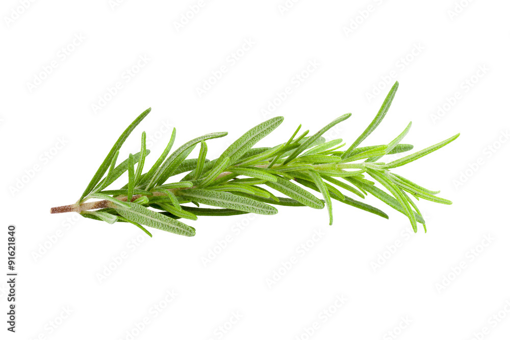 rosemary isolated on white background rosemary isolated on white background