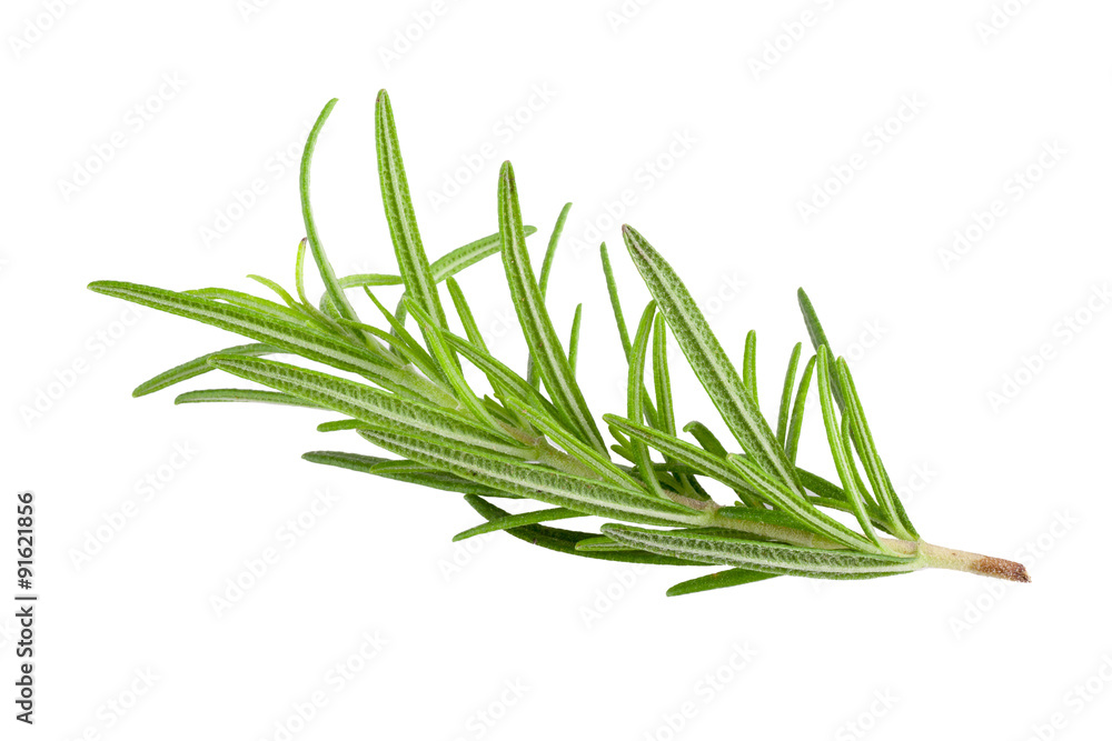Fototapeta premium rosemary isolated on white background