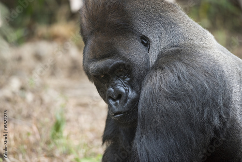 Hairy western lowland silverback gorilla © dptro