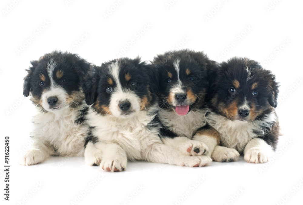 puppies australian shepherd