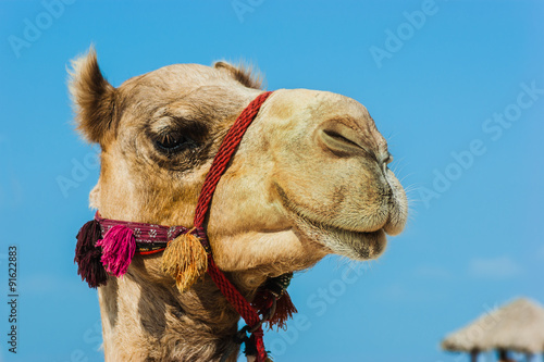 The muzzle of the African camel