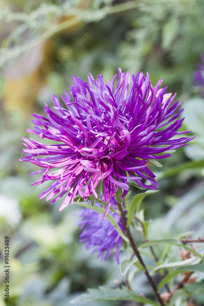 Fototapeta premium Autumn asters on the meadow close-up, selective focus