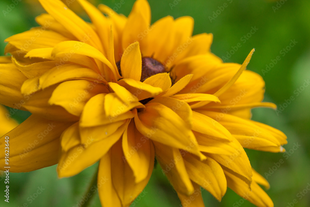 Fototapeta premium Yellow flower