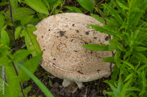 Big mushroom