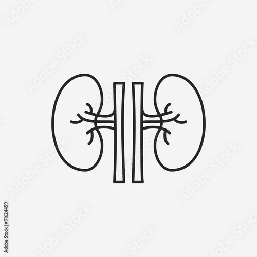 Kidney line icon