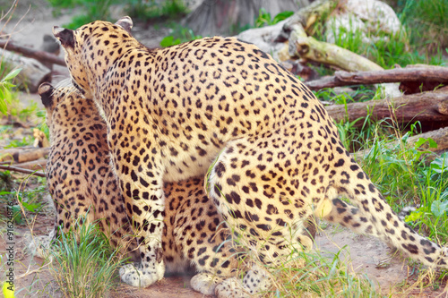 Leopards making love