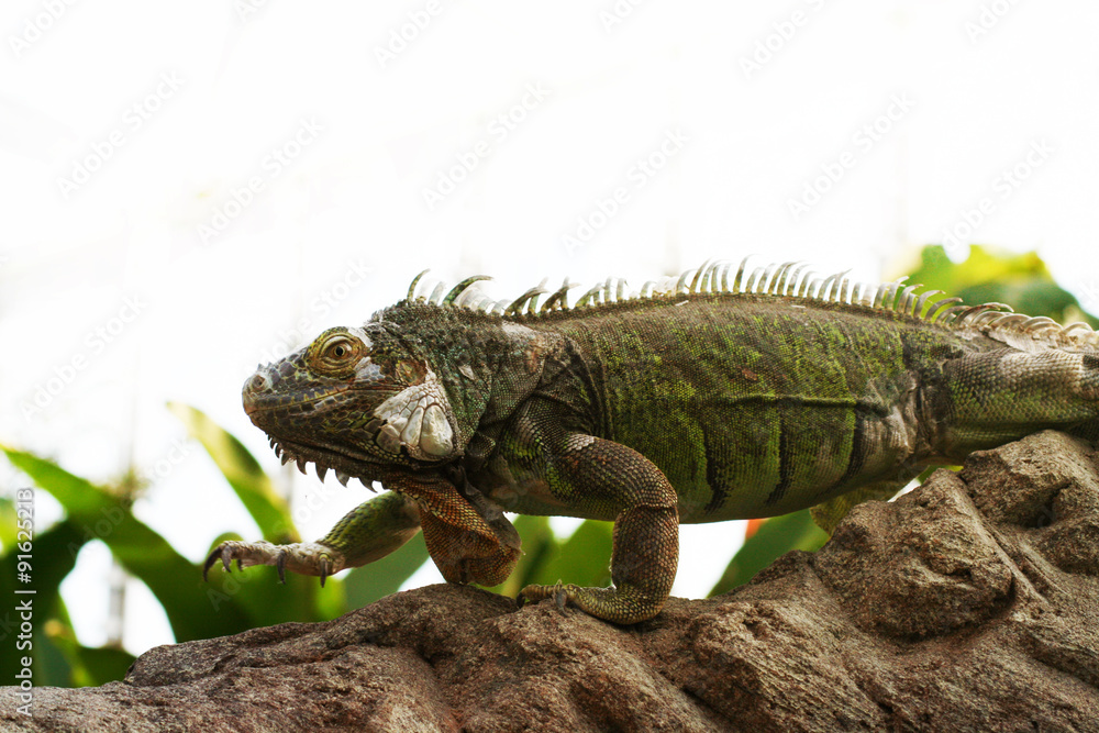 Leguan Leguan