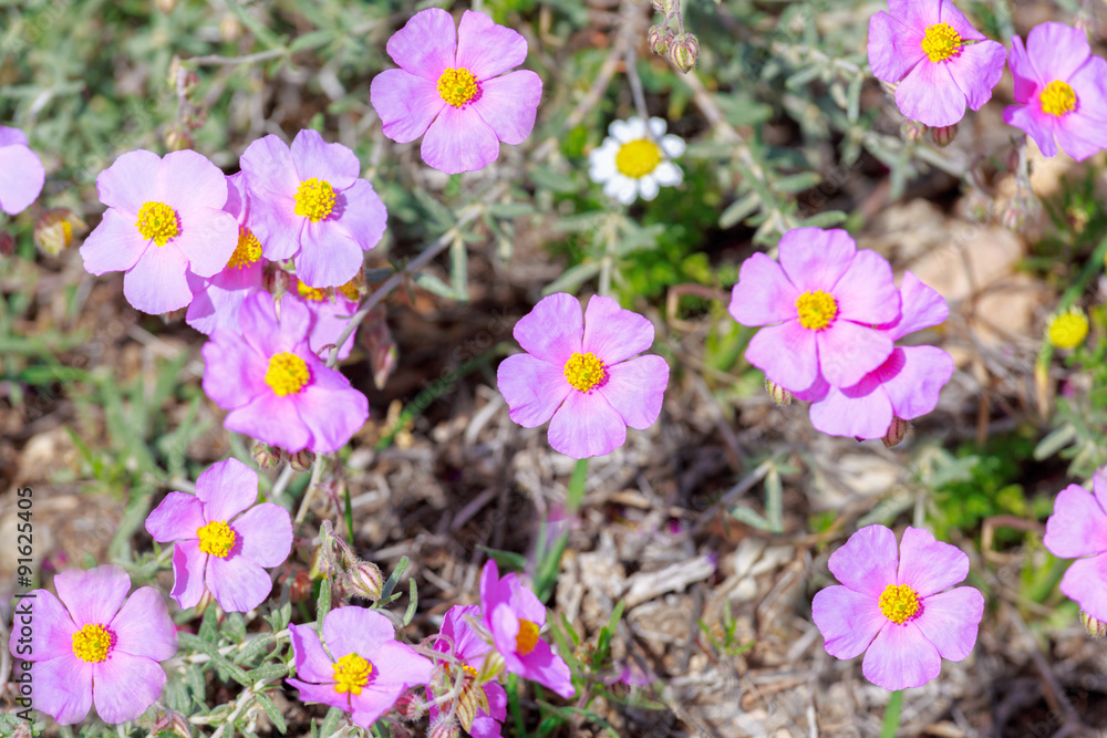 Naklejka premium Small bright pink flowers