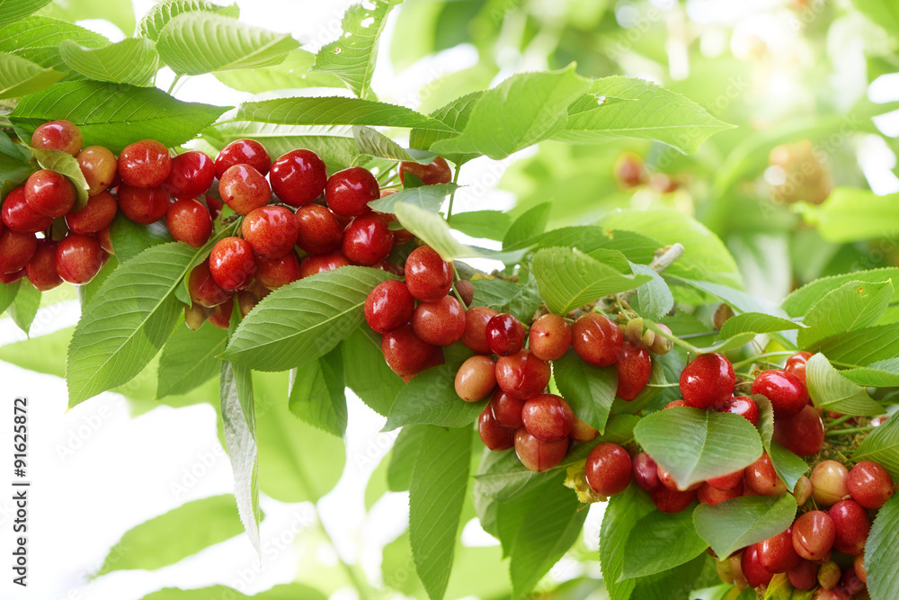 Obraz premium a lot of cherries on a tree