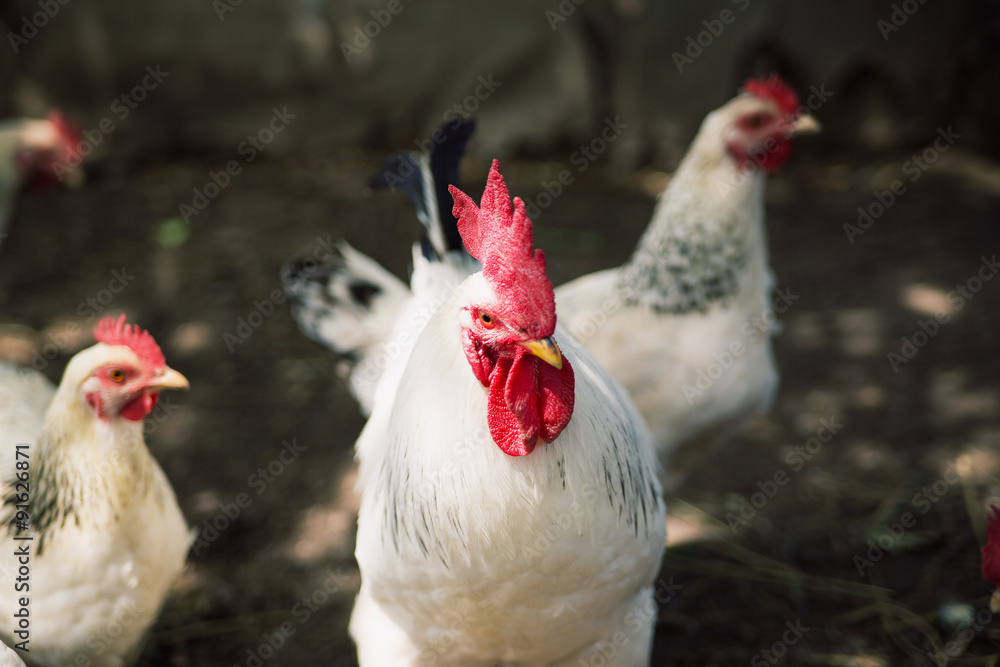 Fototapeta premium Cock and hens