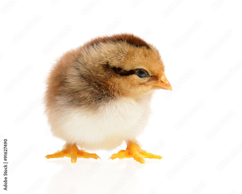 Newborn chick
