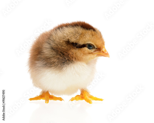 Newborn chick