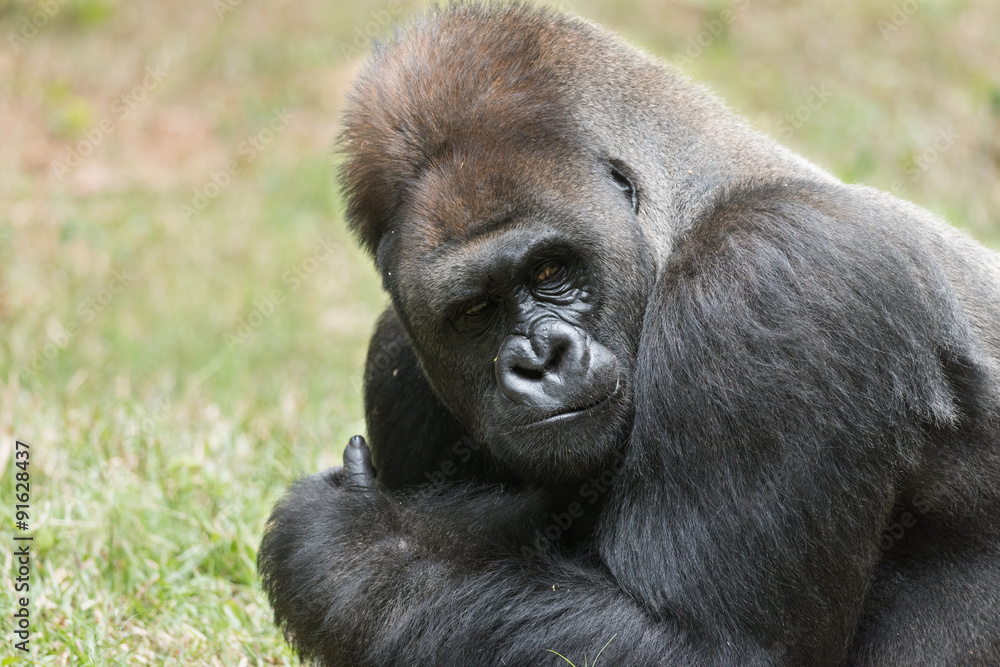 Impressive Western Lowland Silverback Gorilla with his thumb up.