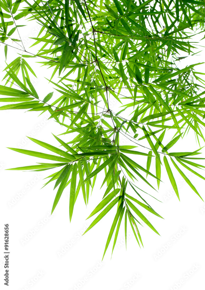 Branch of bamboo-leaves isolated on a white background