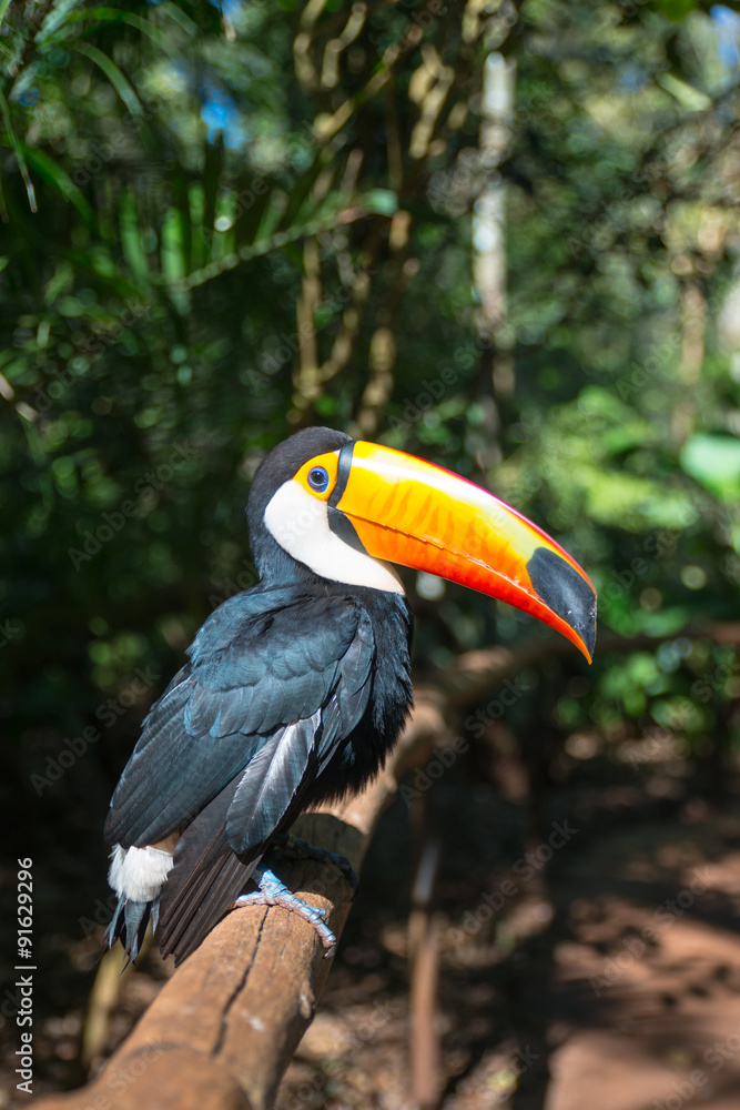 Toucan / National park Iguazu, Brazil Toucan / National park Iguazu, Brazil