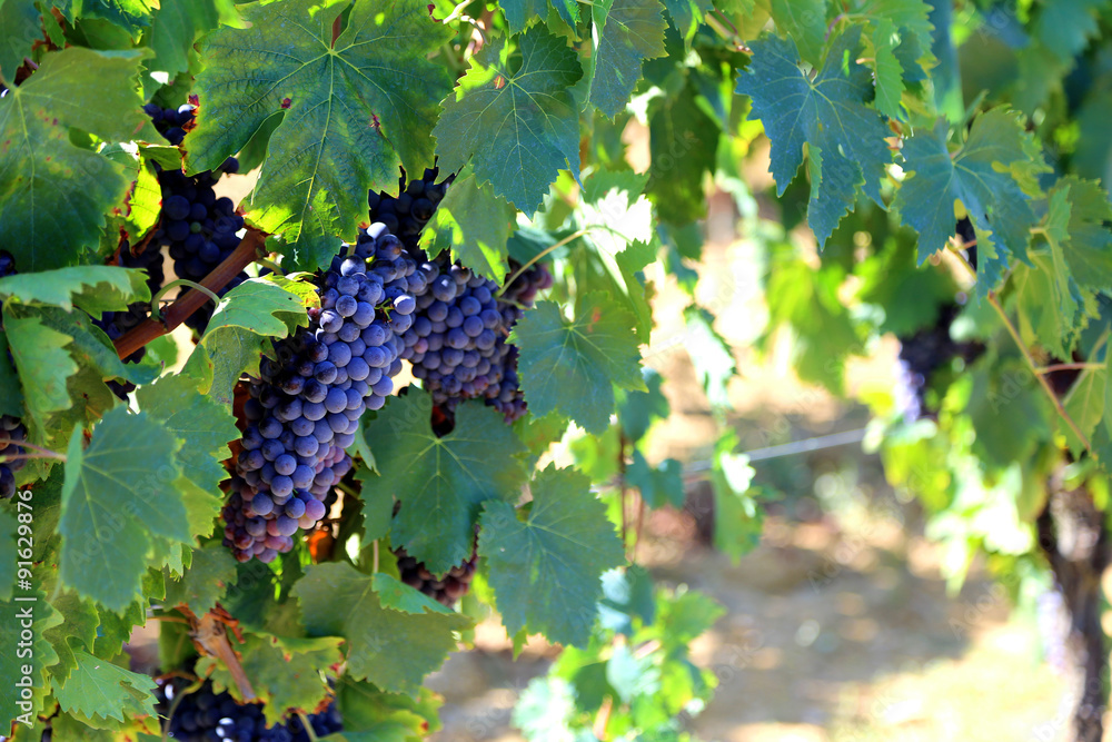 ripe black grapes in the countryside in italy