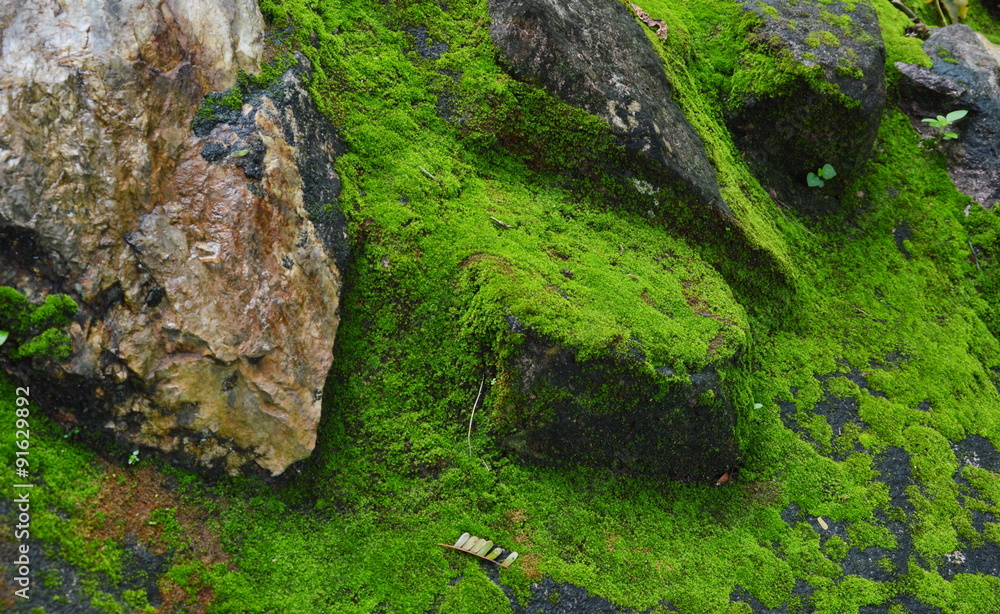 moss on the rock moss on the rock