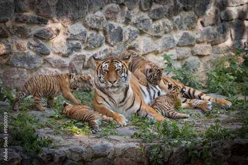 Tiger Family photo