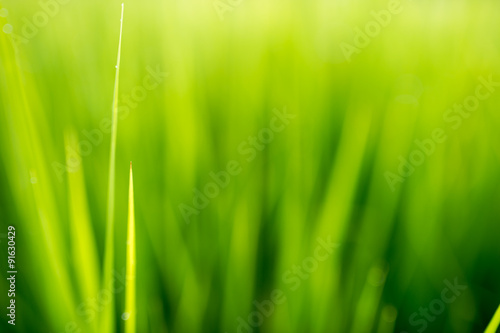 Green background