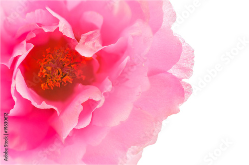 Directly Above View of Pink Flower; Common Purslane Isolated on White background.