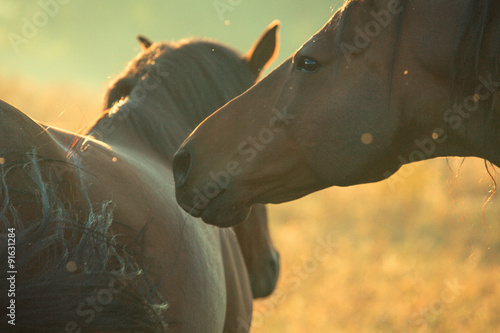 Fototapeta Naklejka Na Ścianę i Meble -  horse