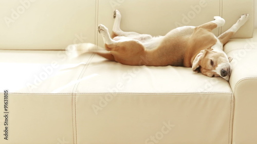 Sleeping beagle dog wag the tail when noticed somebody come in
