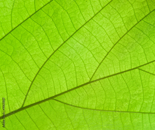 Pattern of growing leaf surface