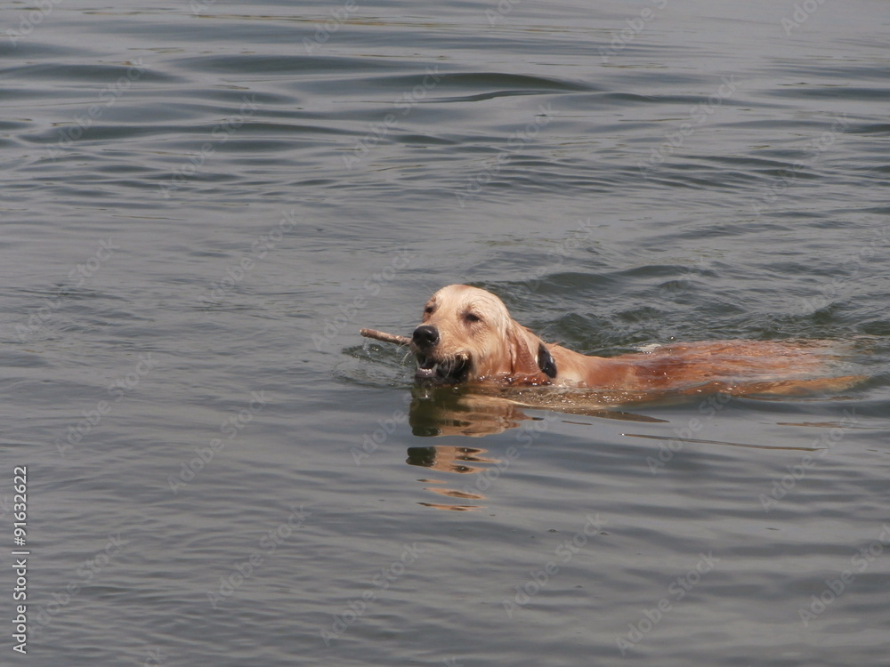 Labrador Retriever dog in water