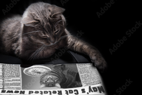 Fototapeta Naklejka Na Ścianę i Meble -  Reading cat
