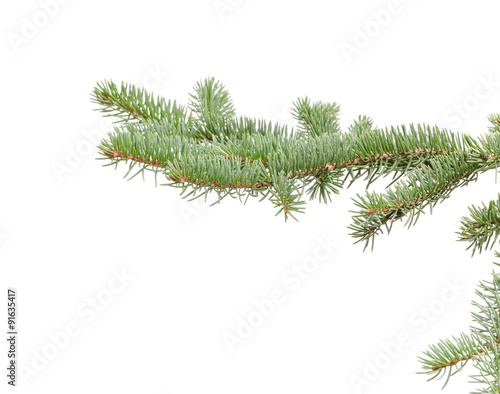 green fir branch isolated on white