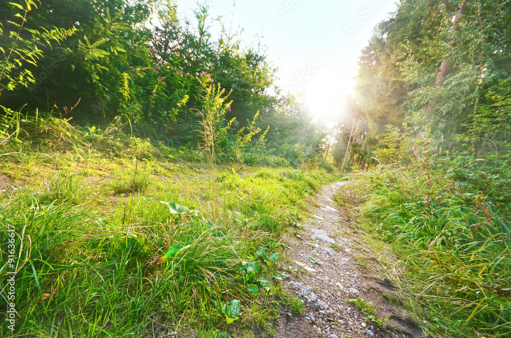 Waldweg Waldweg