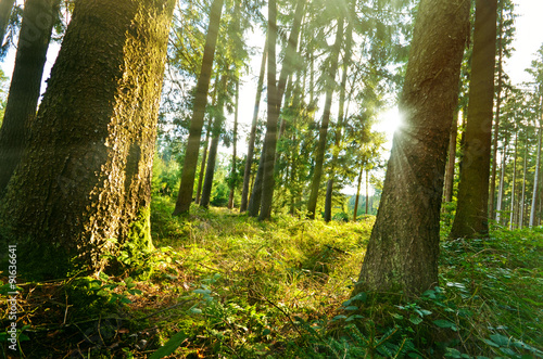 Sonnenstrahlen im Wald