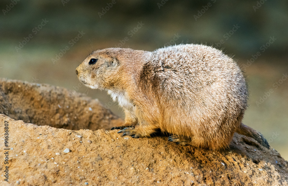 Naklejka premium Black-tailed prairie dog