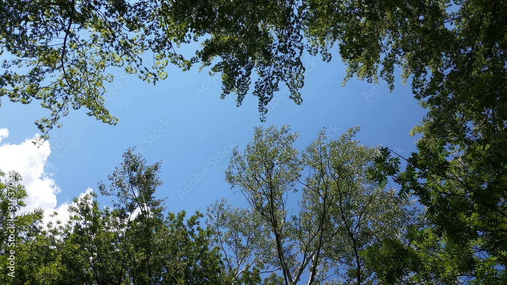 Sommerhimmel mit grünen Baumkronen Sommerhimmel mit grünen Baumkronen
