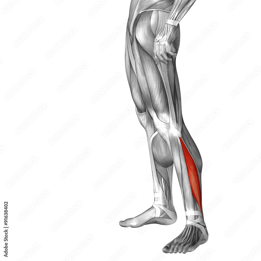 Conceptual 3D human front lower leg muscle anatomy Conceptual 3D human front lower leg muscle anatomy