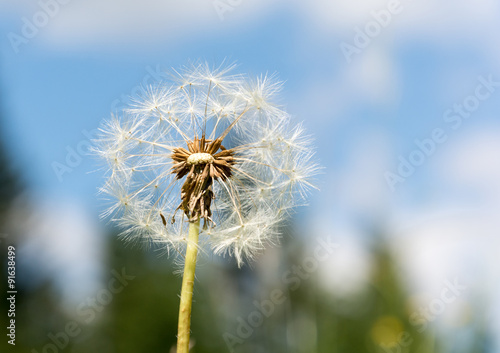 Fototapeta Naklejka Na Ścianę i Meble -  Dandelion flower started to loose seeds against the cludy sky