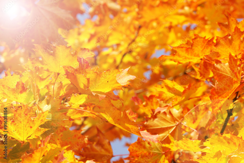 Colorful autumn foliage with sunbeams