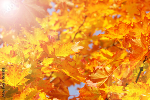 Colorful autumn foliage with sunbeams