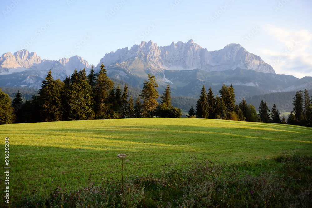 Wiese mit Kitzbüheler  Alpen im Hintergrund 