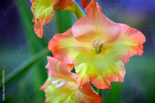 Fototapeta Naklejka Na Ścianę i Meble -  Zweifarbige Gladiole